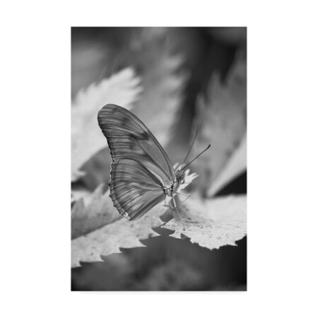 Chris Moyer 'Still Butterfly' Canvas Art,30x47